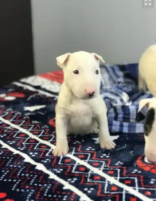 Cachorros Bull Terrier excepcionales*Arkansas*