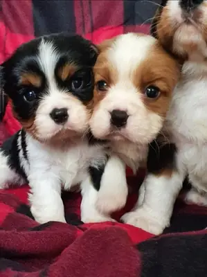 Cavalier King Charles Spaniel en adopción