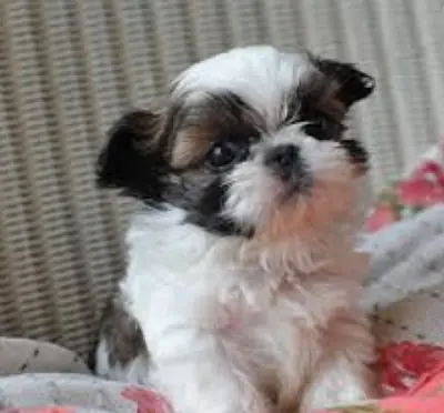 家训练的西施犬幼犬