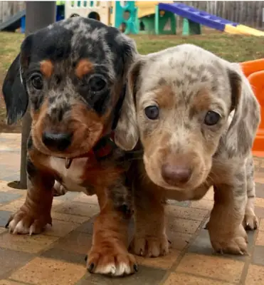 Cachorros de Teckel Miniatura