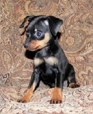 Mini-pinscher à adopter