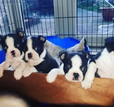 Cachorros Boston Terrier