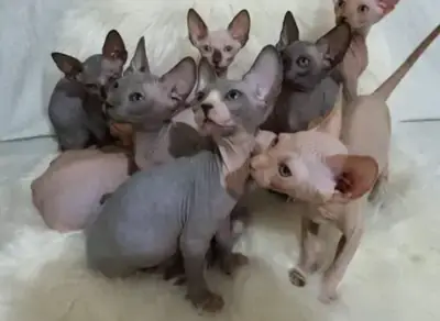 漂亮的斯芬克斯小猫