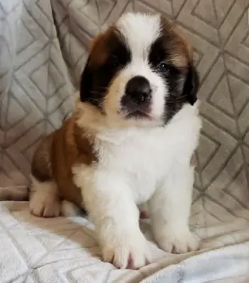 圣伯纳犬幼犬