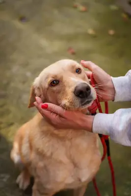 Teddy, 1.5 yrs, Retriever mix, looking for a loving home 🐕