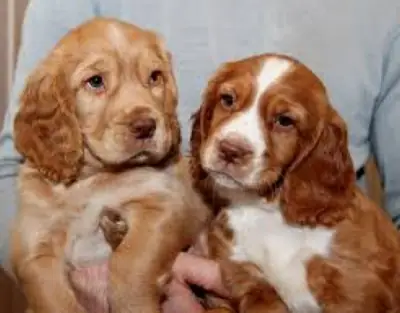 Chiots Cocker Spaniel