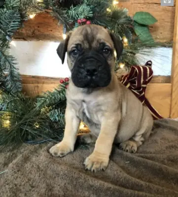 Cachorros de Maltiff para Navidad