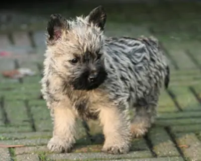Cachorros de Cairn Terrier en adopción