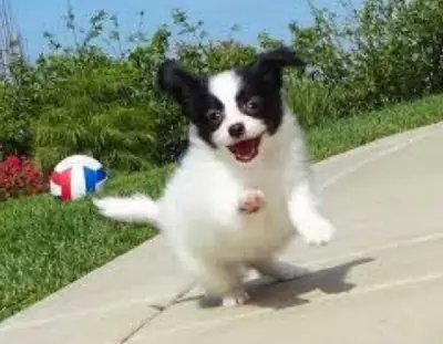 Cachorros Papillon en entrenamiento para ir al baño