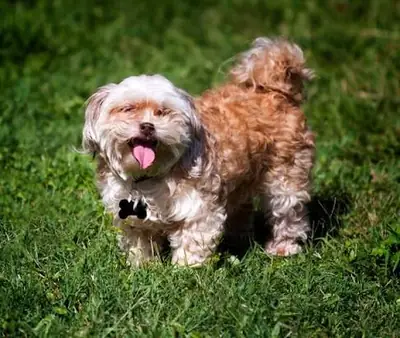 Cachorros Shih Poo