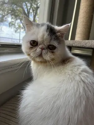 Exotic shorthair kedi verilecek
