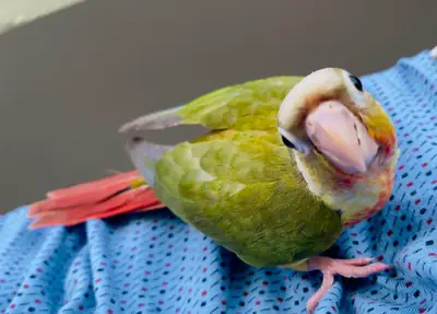 Evde büyümüş conure papağanı