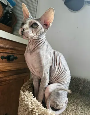 Sfenks kedi sahiplendirme