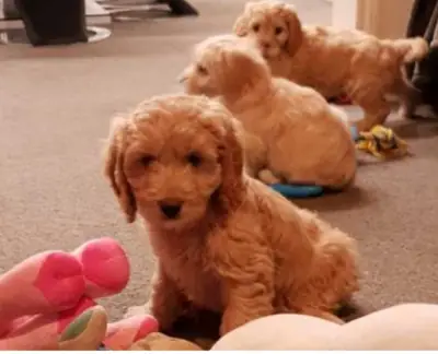 可卡普犬幼犬（公犬和母犬）