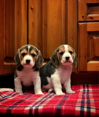 Preciosos cachorros beagle listos para ser adoptados.