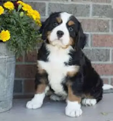 Bernese Mountain Dog Puppies, Males and Females
