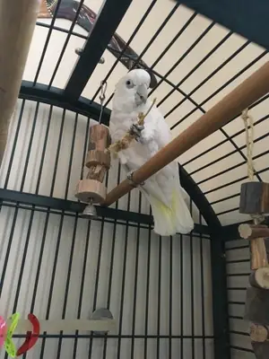 可爱的鹦鹉