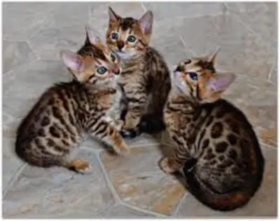 Gatito Bengalí entrenado en casa y vacunado