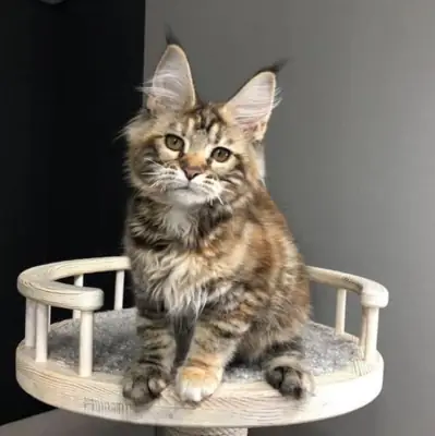 Maine Coon yavruları mevcut