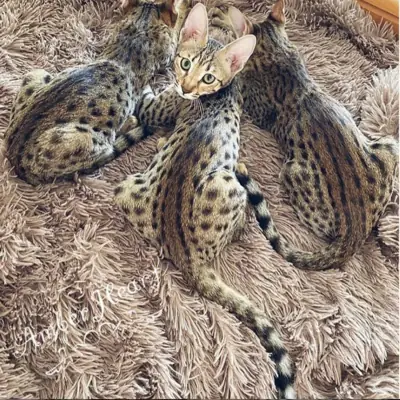 Chatons Savannah disponibles