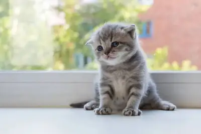 Gatitos Scottish Fold