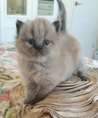 可用的喜马拉雅小猫