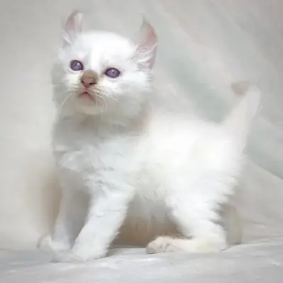 可供出售的曼基康小猫