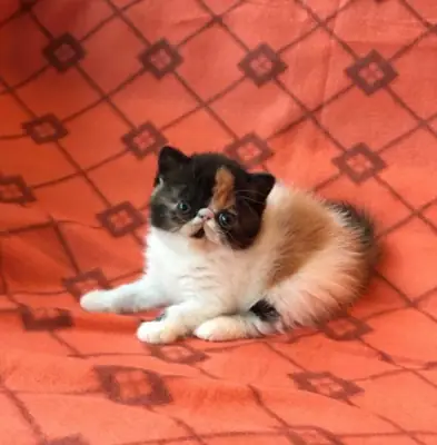 短毛异国小猫