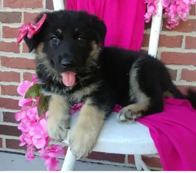 AKC'ye Kayıtlı Alman Çoban Köpeği Yavruları