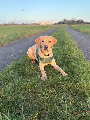 Labrador için yeni ev