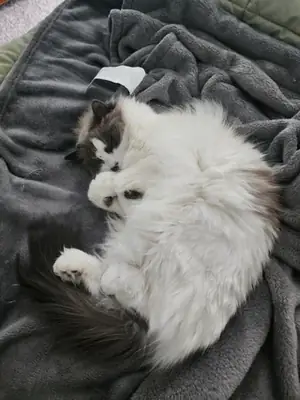 Ragdoll kedi