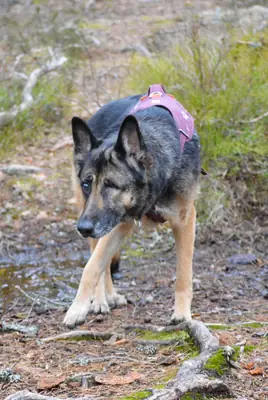 German shepherd needs a better setup