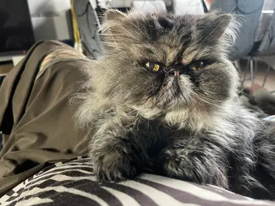persian cat calm and easy
