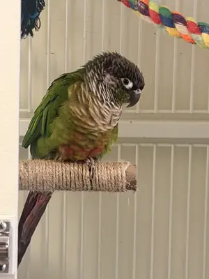 conure not for passive owners