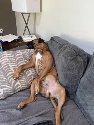 boxer with more energy than we expected