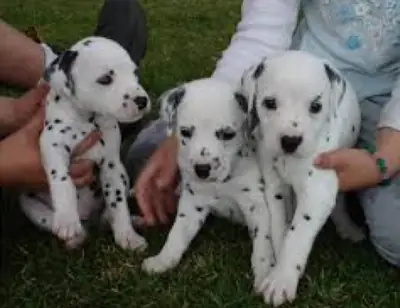 Cachorros dálmatas con pedigrí registrado en el AKC