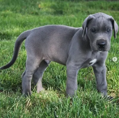Preciosos cachorros de Gran Danés