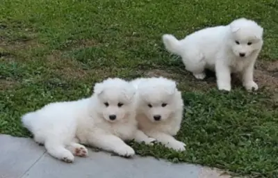 美丽的萨摩耶幼犬，AKC注册，出售