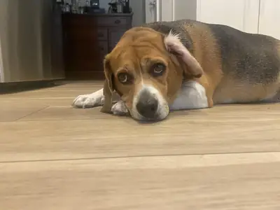 beagle that got less attention than it should
