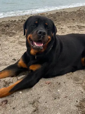 rottweiler, calm inside, serious outside