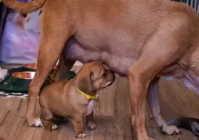 Cachorros Puggle criados en casa en venta