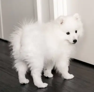 Cachorros Spitz Japonés con registro AKC