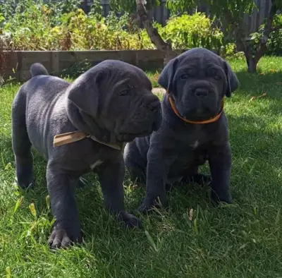 Cachorros Cane Corso con pedigrí de primera