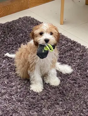 Hermosos cachorros Cavachon