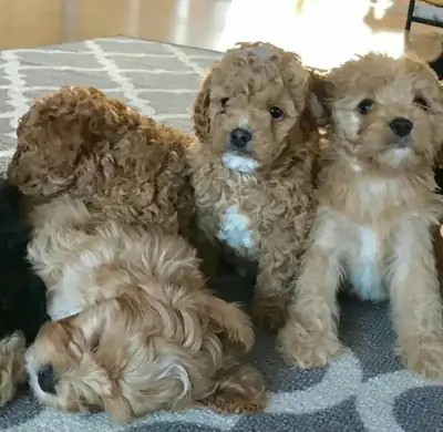 Cachorros Cavapoo