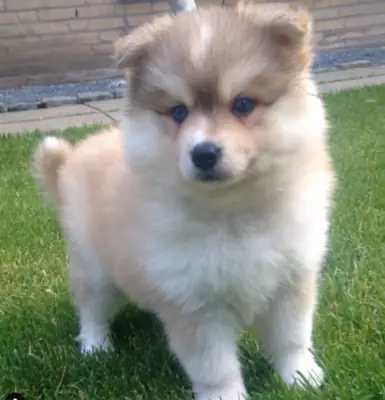 cachorros pomsky impresionantes