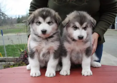 Preciosos cachorros de Alaskan Malamute