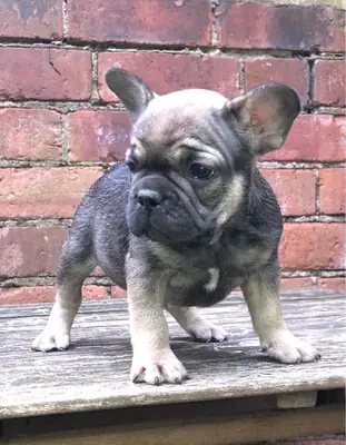 Thuis opgegroeide Franse Bulldog-puppy's ter adoptie
