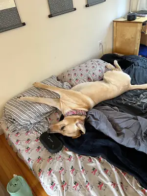 Labrador, situation un peu compliquée