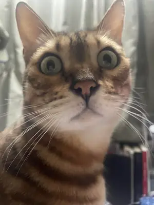 Chat bengal un peu particulier